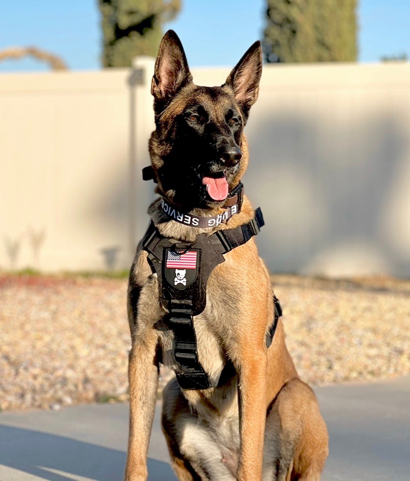 K9R M1 LightSpeed Dog Harness – Large | Made in USA, Lifetime Warranty, 5-Point Adjustment, 3 Leash Points | Adventure, Working & Training Harness