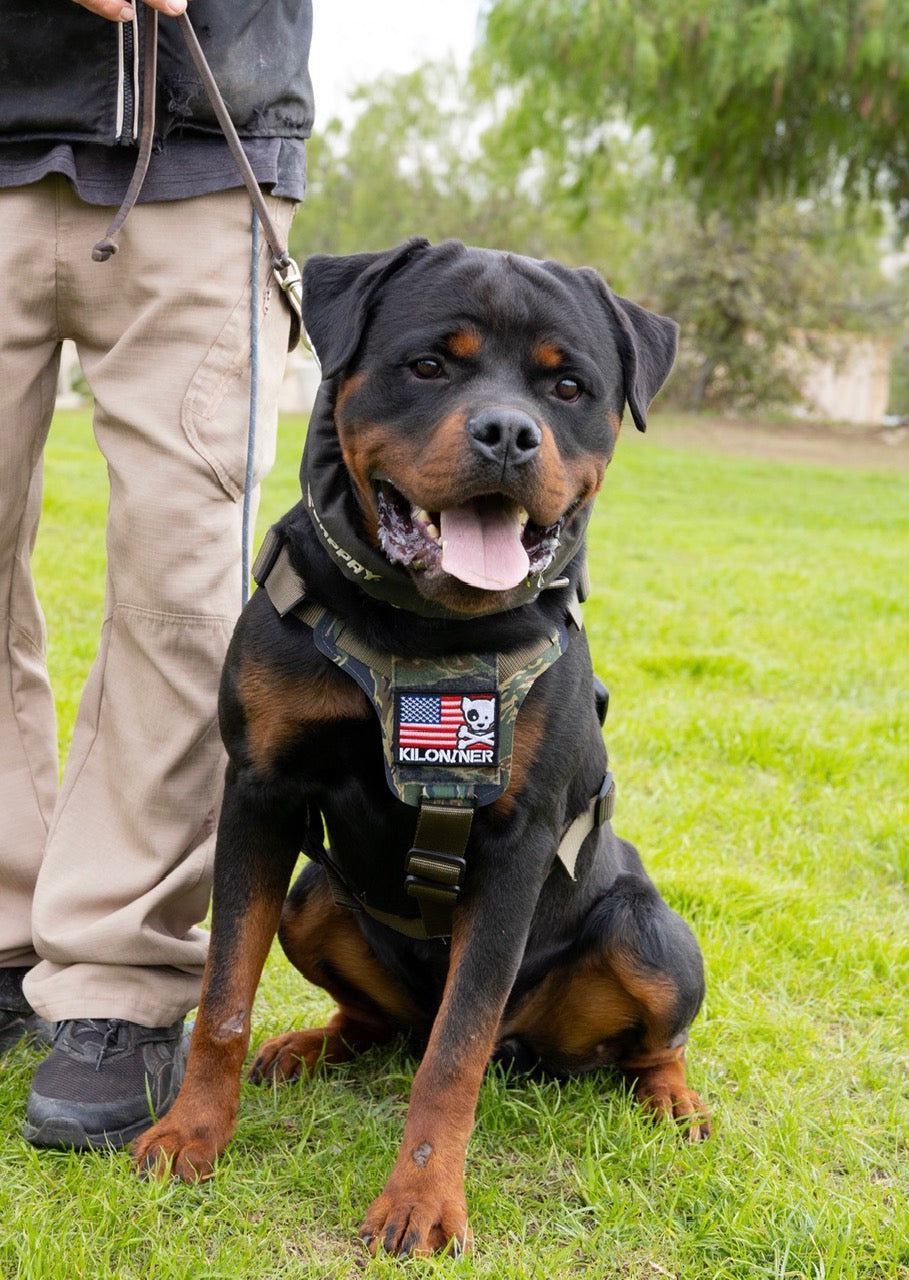 K9R M1 LightSpeed Dog Harness – Large | Made in USA, Lifetime Warranty, 5-Point Adjustment, 3 Leash Points | Adventure, Working & Training Harness