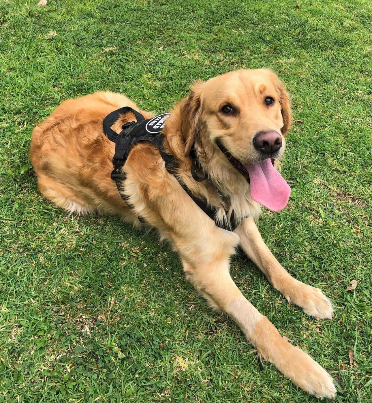 K9R M1 LightSpeed Dog Harness – Large | Made in USA, Lifetime Warranty, 5-Point Adjustment, 3 Leash Points | Adventure, Working & Training Harness